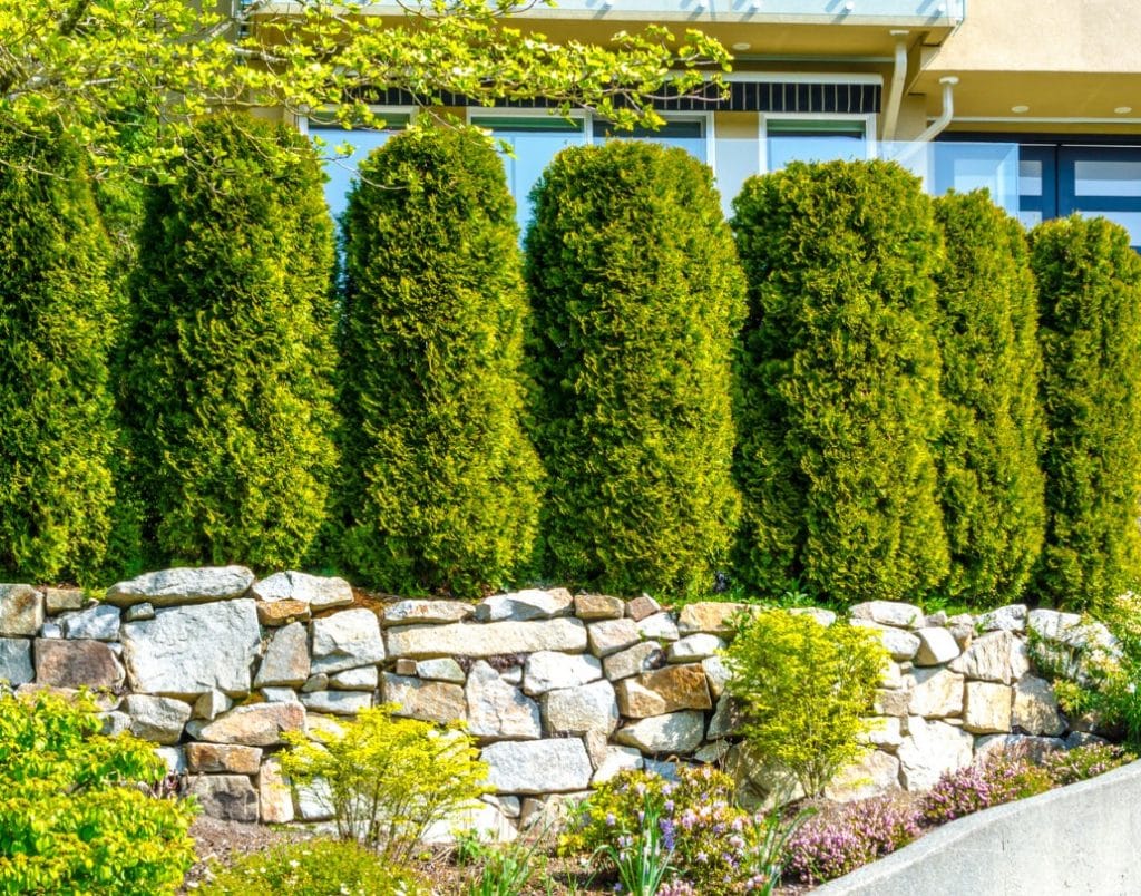 A row of tall green shrubs and a decorative stone wall, creating a natural barrier for privacy.